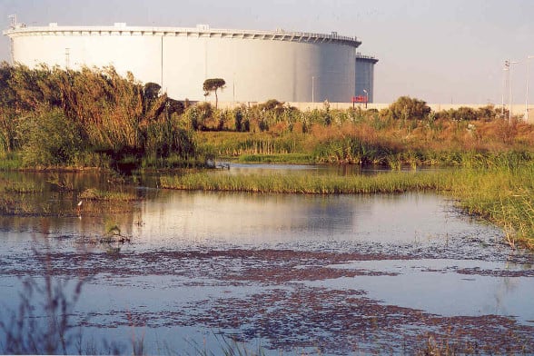 16_especies_de_flora_amenazada_prosperan_con_exito_en_Laguna_Primera_Palos.JPG