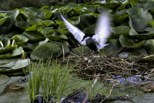 16_especies_de_flora_amenazada_prosperan_con_exito_en_Laguna_Primera_Palos_2.jpg